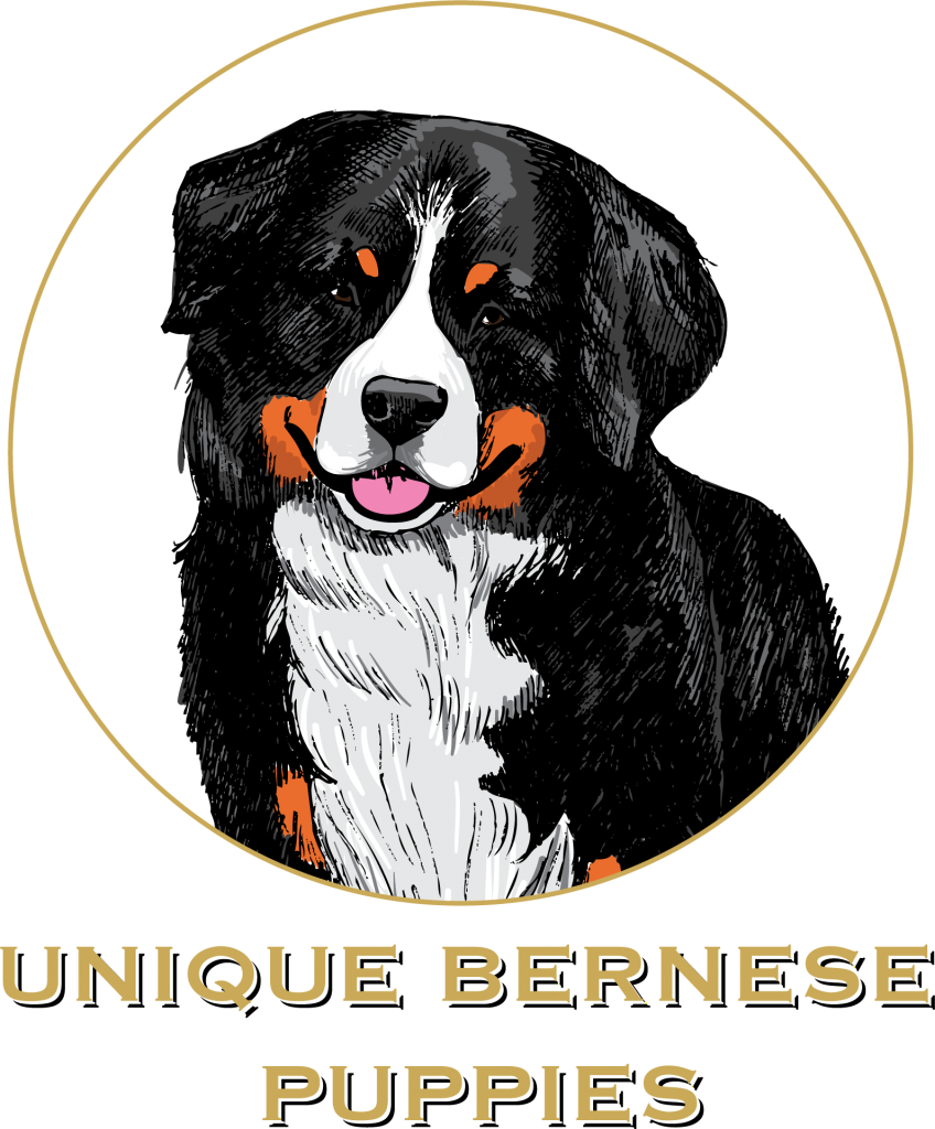 Unique Bernese Puppies